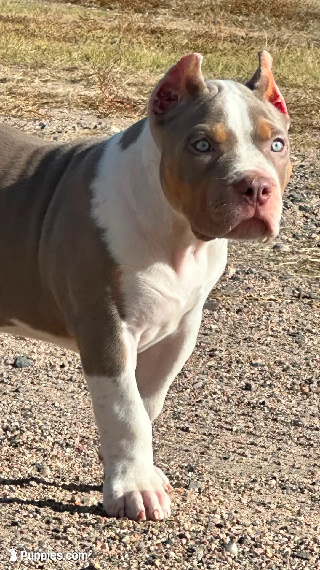 Lilac tri female AMERICAN BULLY XL, a female American Bully for sale in Denver, CO – 1 of 7