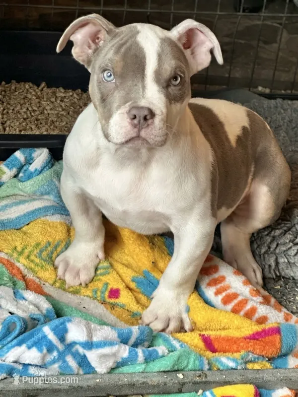 American bully male lilac tri  – American Bully puppy for sale in Denver, CO