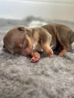 Chocolate tri bully female , a female American Bully for sale in Denver, CO – Photo 3 of 6