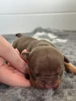 Chocolate tri bully female , a female American Bully for sale in Denver, CO – Photo 4 of 6