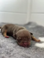 Chocolate tri bully female , a female American Bully for sale in Denver, CO – Photo 2 of 6