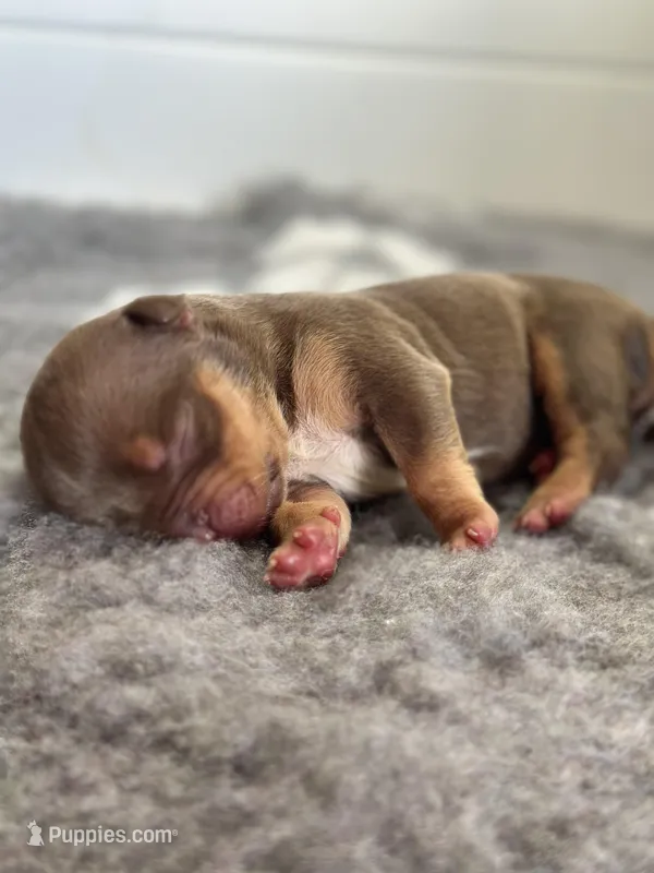 Chocolate tri bully female  – American Bully puppy for sale in Denver, CO