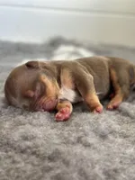 Chocolate tri bully female , a female American Bully for sale in Denver, CO – Photo 1 of 6