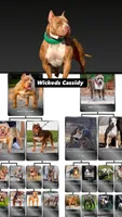 Lilac fawn male XL American bully , a male American Bully for sale in Denver, CO – 5 of 7