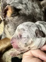Blue tri merle male XL American bully puppy, a male American Bully for sale in Denver, CO – 7 of 7