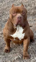 Rocky ~ XL American bully male , a male American Bully for sale in Denver, CO – 1 of 4