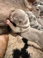 Lilac tri female XL American Bully puppy, a female American Bully for sale in Denver, CO – 1 of 7
