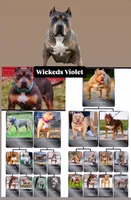 Blue tri merle male XL American bully puppy, a male American Bully for sale in Denver, CO – 2 of 7