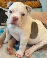 Female XL American bully puppy , a female American Bully for sale in Denver, CO – 5 of 7