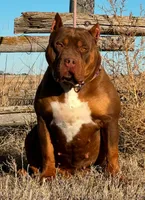 MERLE Lilac tri female bully , a female American Bully for sale in Denver, CO – Photo 7 of 7