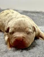 MERLE Lilac tri female bully , a female American Bully for sale in Denver, CO – Photo 1 of 7