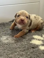 MERLE Lilac tri XL American bully puppy , a female American Bully for sale in Denver, CO – Photo 2 of 7