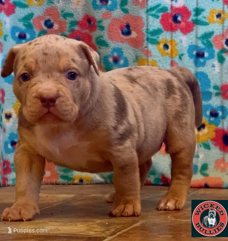 MERLE Lilac tri XL American bully puppy  – American Bully puppy for sale in Denver, CO