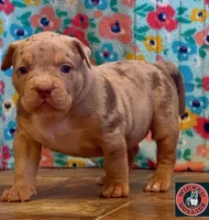 MERLE Lilac tri XL American bully puppy , a female American Bully for sale in Denver, CO – 3 of 10