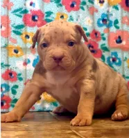 MERLE Lilac tri XL American bully puppy , a female American Bully for sale in Denver, CO – 4 of 10