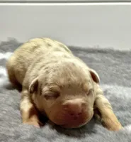 MERLE Lilac tri female bully , a female American Bully for sale in Denver, CO – Photo 3 of 7