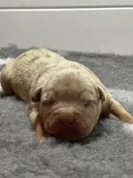 MERLE Lilac tri female bully , a female American Bully for sale in Denver, CO – Photo 4 of 7