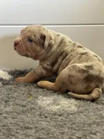 MERLE Lilac tri XL American bully puppy , a female American Bully for sale in Denver, CO – Photo 7 of 7