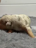 MERLE Lilac tri female bully , a female American Bully for sale in Denver, CO – Photo 2 of 7