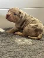MERLE Lilac tri XL American bully puppy , a female American Bully for sale in Denver, CO – Photo 6 of 7