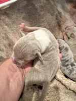 Lilac tri female XL American Bully puppy, a female American Bully for sale in Denver, CO – 3 of 7
