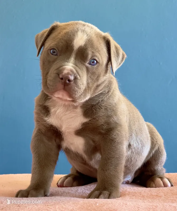 Lilac male American bully
