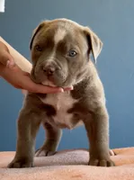 Lilac male American bully, a male American Bully for sale in Denver, CO – Photo 6 of 7