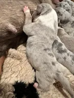 Blue tri merle female XL American Bully puppy, a female American Bully for sale in Denver, CO – 6 of 7