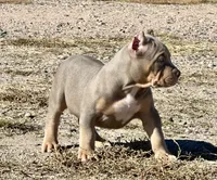 MALE lilac tri puppy XL American bully , a male American Bully for sale in Denver, CO – 8 of 10