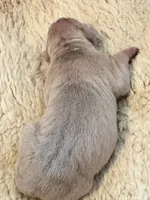 Lilac fawn male XL American bully , a male American Bully for sale in Denver, CO – 4 of 7