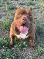 Rocky ~ XL American bully male , a male American Bully for sale in Denver, CO – 2 of 4