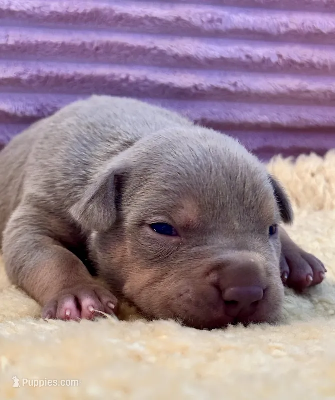 Lilac tri female ~ American bully XL puppy – American Bully puppy for sale in Denver, CO