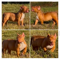 Red male American Bully, a male American Bully for sale in Denver, CO – Photo 6 of 7