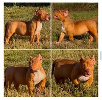 Red male American Bully, a male American Bully for sale in Denver, CO – Photo 6 of 7