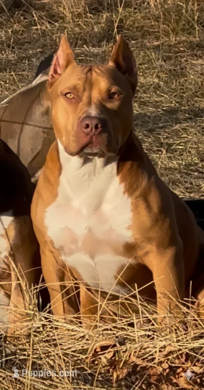 Red male American Bully