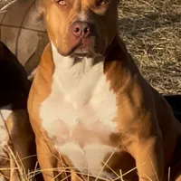 Red male American Bully, a male American Bully for sale in Denver, CO – Photo 1 of 7