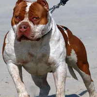 Red male American Bully, a male American Bully for sale in Denver, CO – Photo 3 of 7