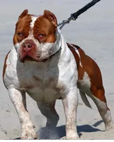 Red male American Bully, a male American Bully for sale in Denver, CO – Photo 3 of 7