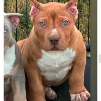 Red male American Bully, a male American Bully for sale in Denver, CO – Photo 5 of 7