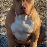 Red male American Bully, a male American Bully for sale in Denver, CO – Photo 2 of 7