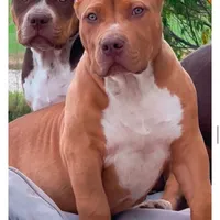 Red male American Bully, a male American Bully for sale in Denver, CO – Photo 4 of 7