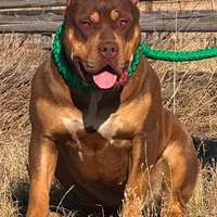 Red male American Bully, a male American Bully for sale in Denver, CO – Photo 7 of 7