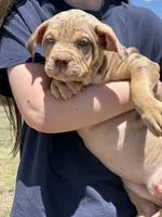 MERLE Lilac tri XL American bully puppy , a female American Bully for sale in Denver, CO – 10 of 10