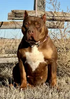 MERLE Chocolate tri female bully , a female American Bully for sale in Denver, CO – Photo 6 of 6