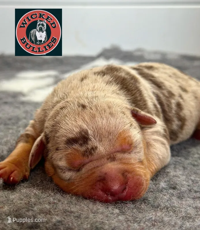 MERLE Chocolate tri female bully  – American Bully puppy for sale in Denver, CO
