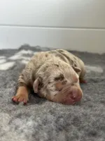 MERLE Chocolate tri female bully , a female American Bully for sale in Denver, CO – Photo 4 of 6