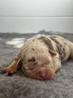 MERLE Chocolate tri female bully , a female American Bully for sale in Denver, CO – Photo 5 of 6