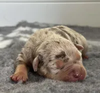 MERLE Chocolate tri female bully , a female American Bully for sale in Denver, CO – Photo 3 of 6