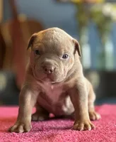 Lilac tri female ~ American bully XL puppy, a female American Bully for sale in Denver, CO – 9 of 10