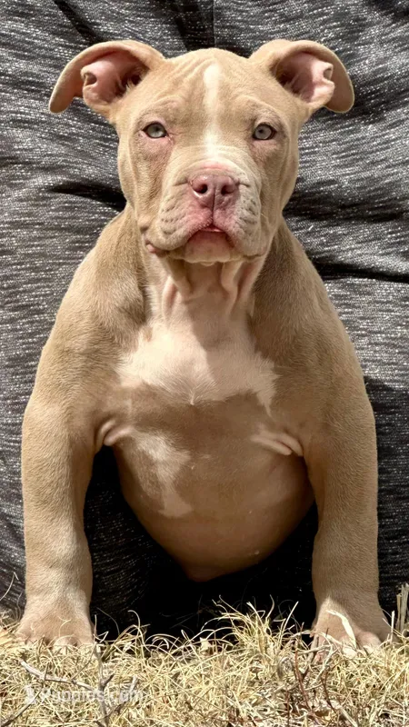 Lilac female American bully – American Bully puppy for sale in Denver, CO
